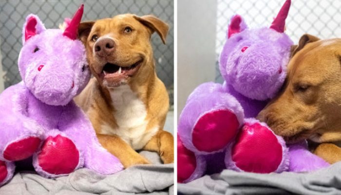 Cinq fois, un chien errant a tenté de voler son jouet préféré dans un magasin. Un jouet a été donné en conséquence