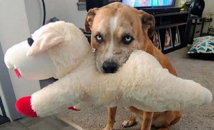 Un chien partageait sa nourriture avec son meilleur ami, ils sont tellement adorables