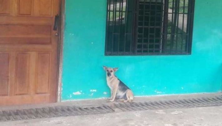 Une chienne enceinte attend jour et nuit la famille qui l’a abandonnée