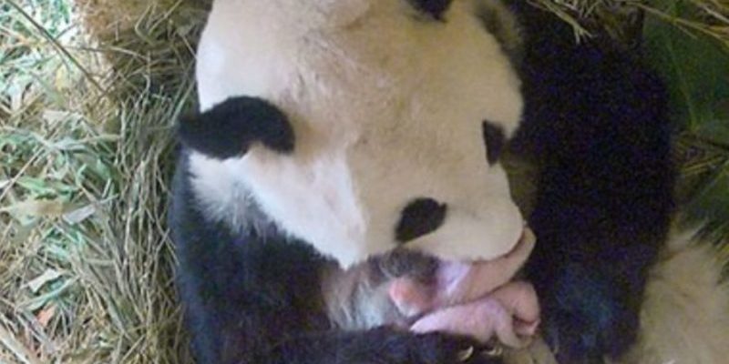 Ce panda a donné naissance à des jumeaux