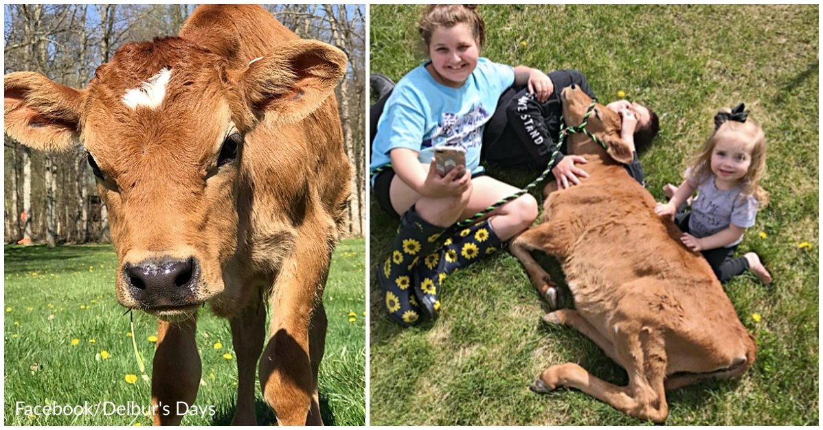 Une vache épargnée par un boucher parce qu’elle était trop petite est adoptée par sa famille et pense qu’il est un chiot