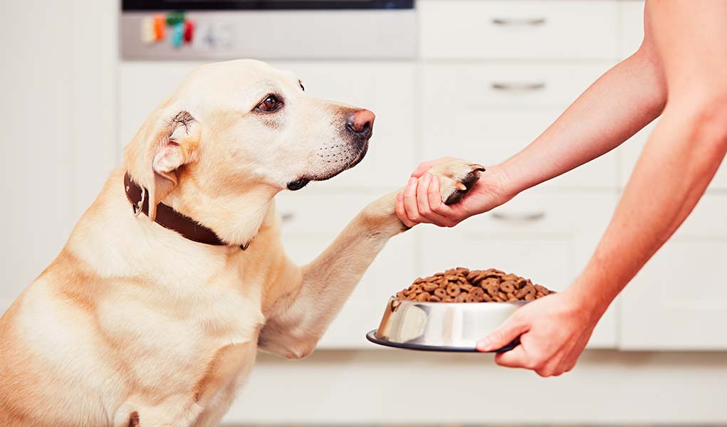 Ce chien ne mange que la moitié de sa nourriture et la raison touchera vos cœurs