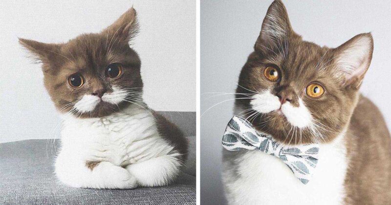 Rencontrez Gringo, un chat British Shorthair avec des moustaches blanches parfaites