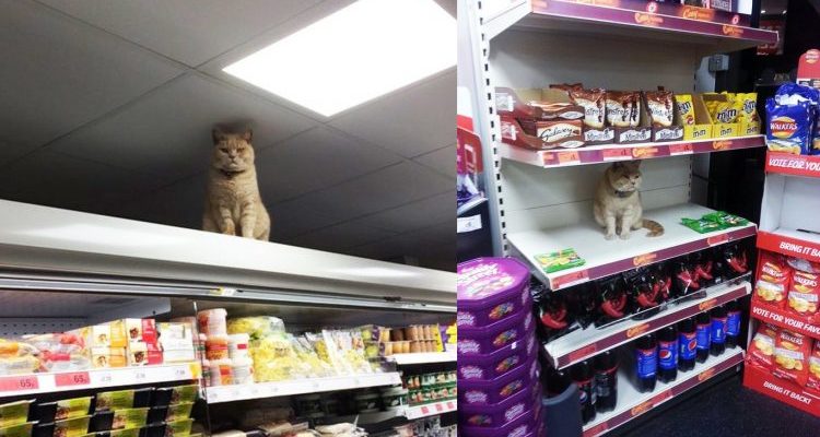 Ce chat est trop cool pour écouter les gens. Il refuse de quitter le supermarché