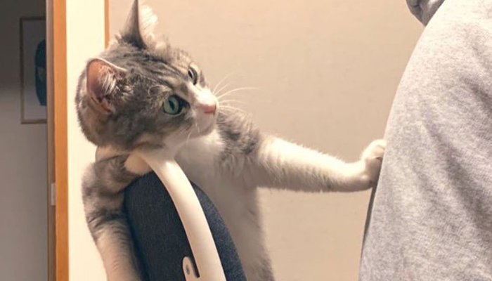 Le chat a une nouvelle chaise préférée, qu’il ne partagera avec personne d’autre