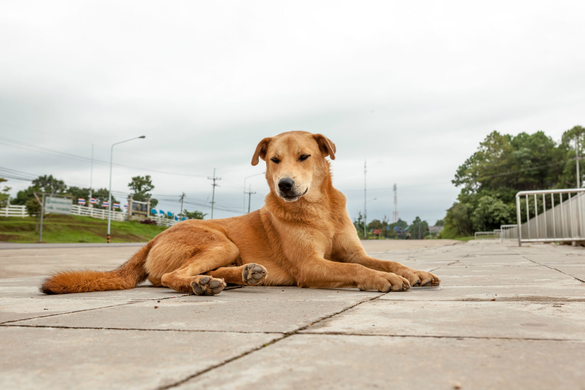 Chaque soir, ce chien ne se couchait pas, mais observait ses nouveaux propriétaires.