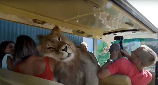 Un lion du zoo de Crimée a grimpé dans un véhicule de transport avec des touristes et a commencé à les étreindre