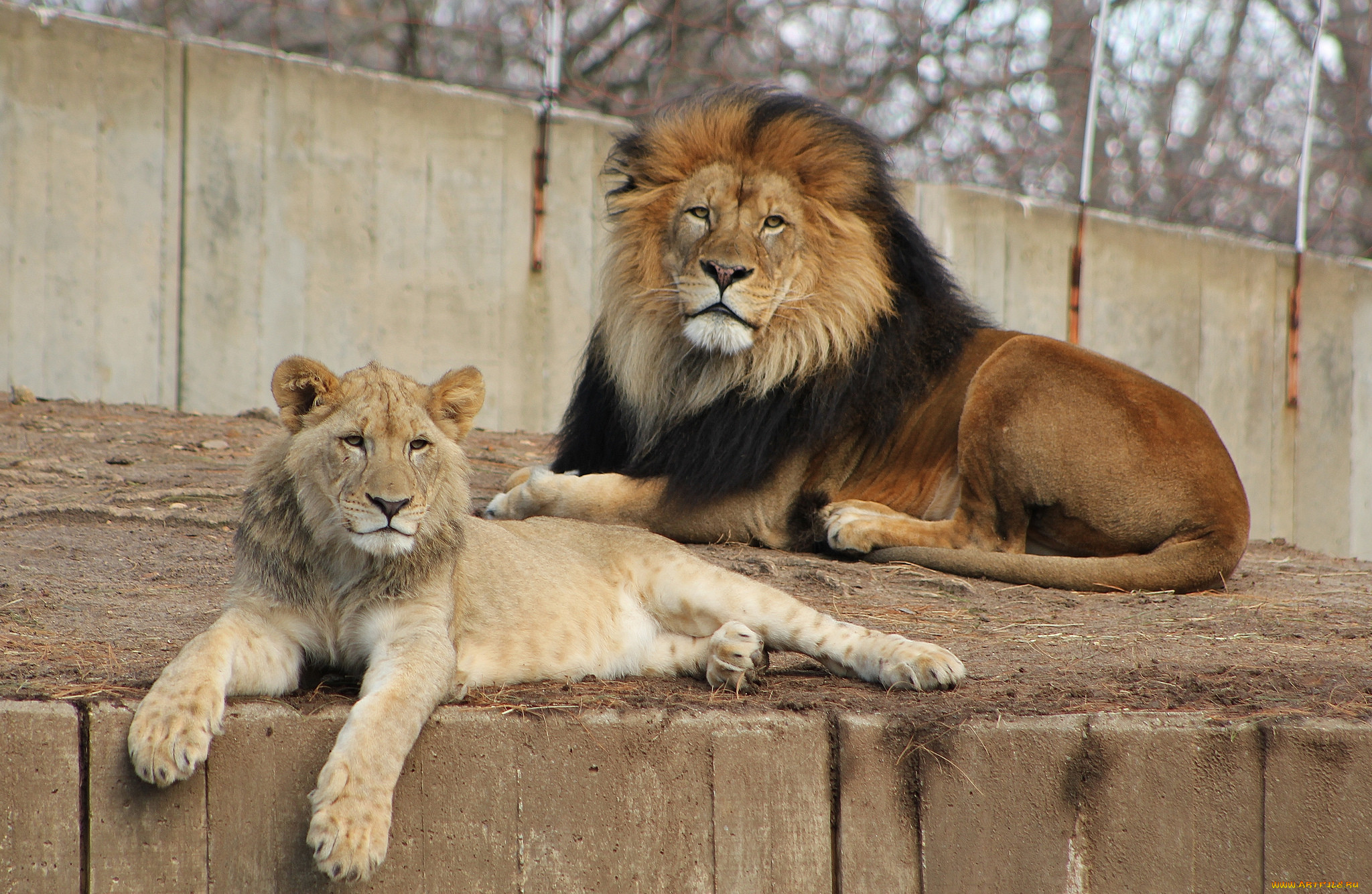 Un amour pour toujours: Un couple de lion âgé fait ses adieux au monde ensemble