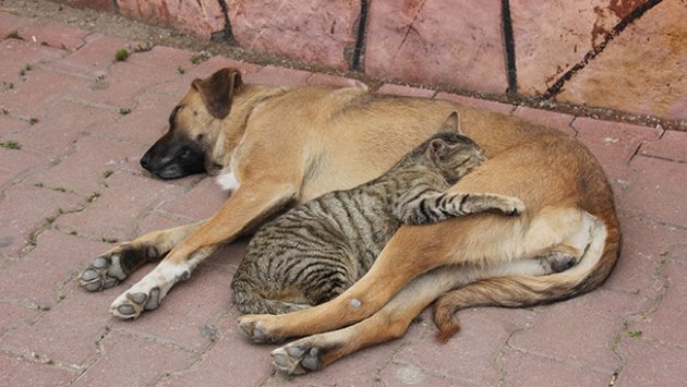 Une maman chat fait fondre beaucoup de cœurs lorsqu’elle rencontre les plus petits chiots chihuahua abandonnés