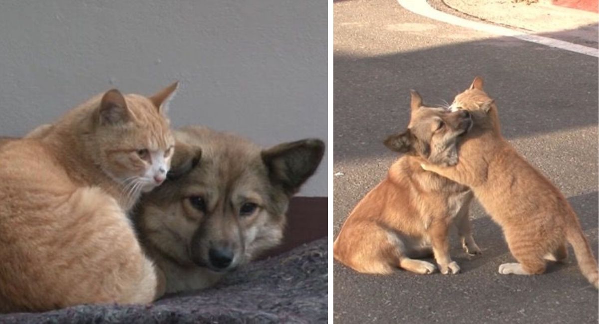 Un chat sans-abri embrasse un chiot abandonné qui n’attend que le retour de ses propriétaires