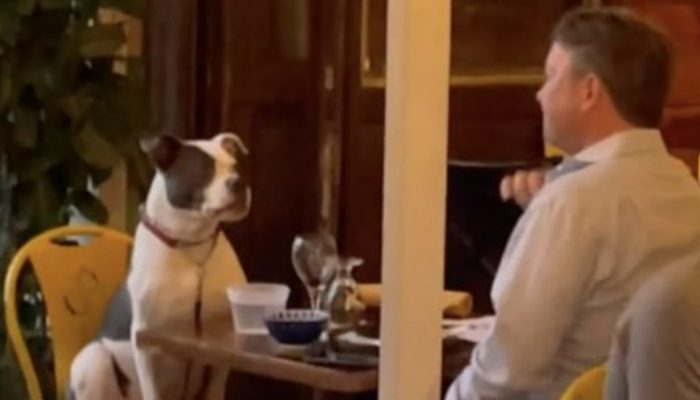 Un homme et son chien bien élevé sont vus lors d’un rendez-vous romantique au restaurant