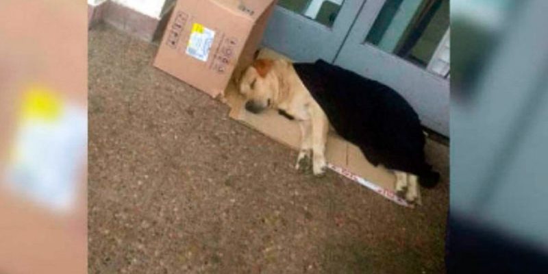 Ce chien a passé une semaine à l’hôpital en attendant son propriétaire décédé