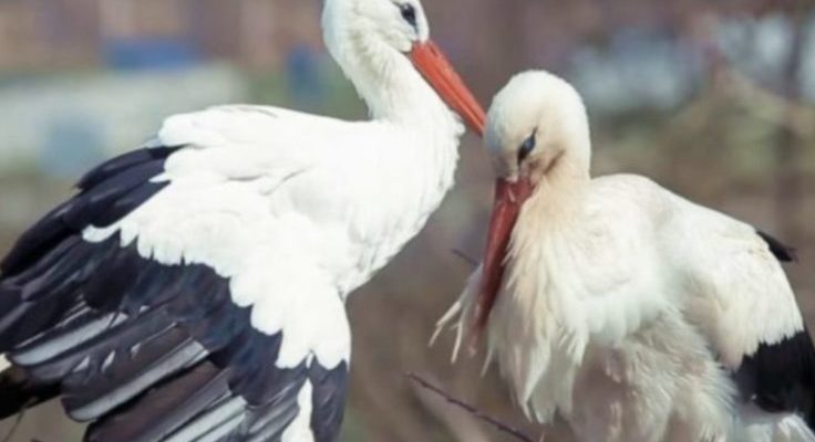 Cette cigogne parcourt des milliers de kilomètres pour voir sa belle estropiée