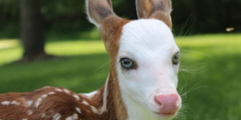 Après avoir été abandonné par sa mère, ce cerf rare a enfin trouvé son bonheur