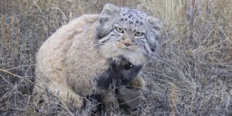 Un agriculteur a refusé de vendre les chatons d’une race rare qu’il avait secourus, car ils ne vivent pas longtemps en captivité