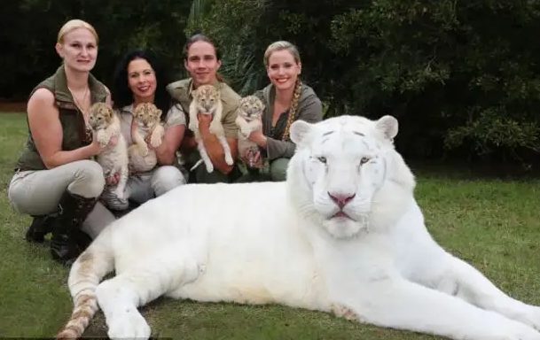 Un miracle de la nature : quatre adorables bébés sont nés de l’union d’un lion blanc et d’une tigresse blanche