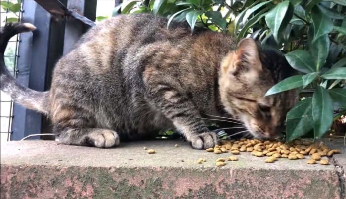 Après s’être occupé de la chatte errante qu’il croyait enceinte pendant 45 jours, il s’est rendu compte qu’elle était juste grosse