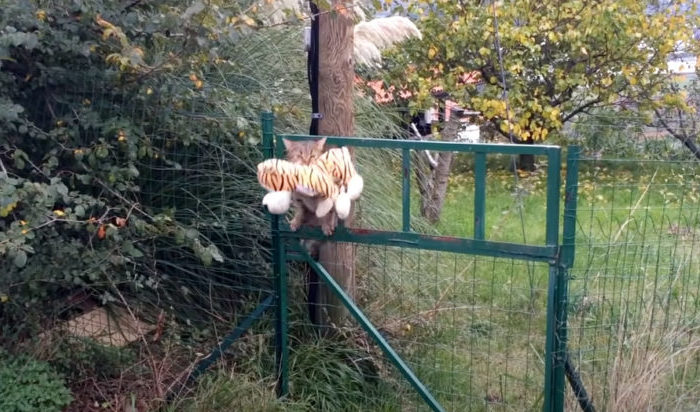 Un chat se faufile dans la maison du voisin et prend fièrement sa récompense