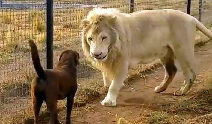 Le Labrador se retrouve face à face avec un énorme lion blanc, mais des choses inattendues se sont produites