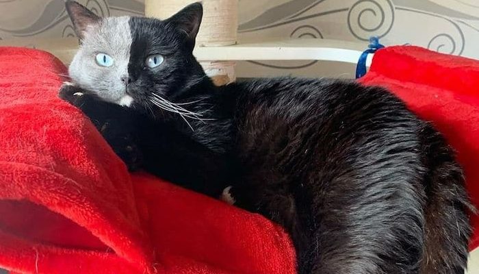 Un chaton inhabituel avec «deux visages» a grandi et est devenu le chat le plus charmant au monde