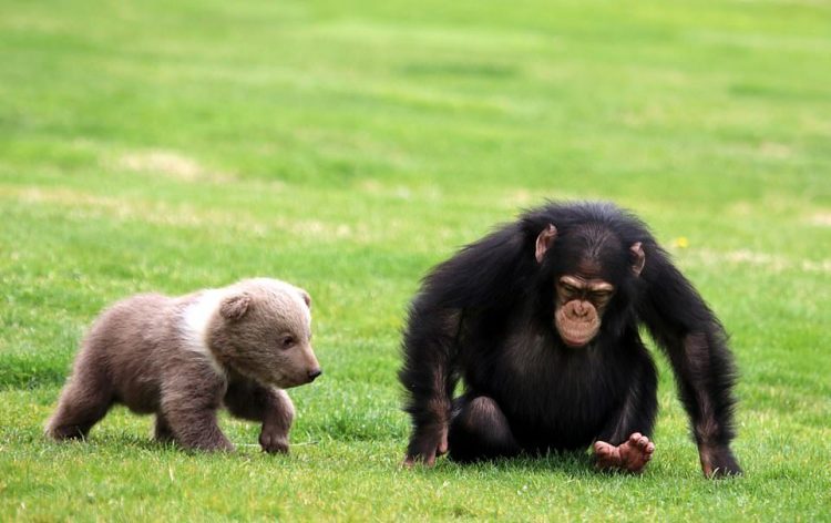 Un chimpanzé offre son réconfort à un ours orphelin arrivé au zoo