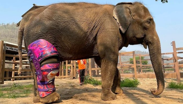 Rencontrez le gars qui a aidé des dizaines de milliers d’animaux à retrouver leur capacité à marcher