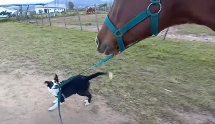 Le chien s’est approché du cheval, l’a pris en laisse, puis ils ont commencé à marcher ensemble