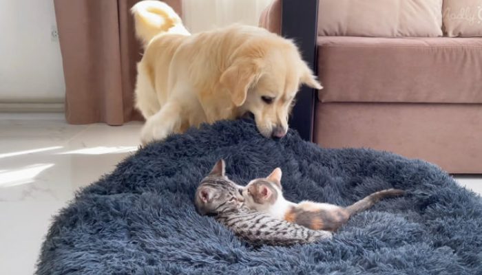 Il est logique que le chien se sente triste de voir le chat dormir dans son lit