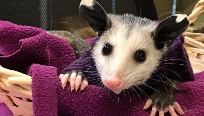 En vérité, ils essayaient de sauver un opossum orphelin d’être piétiné par un chat à tête chauve