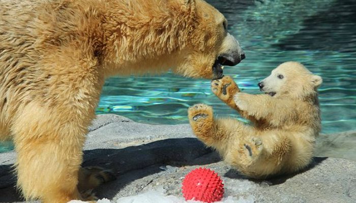 Lorsqu’une mère ours apprend à son ourson à «nager», le petit acquiert des compétences de vie importantes. Cet ours juvénile ne semble pas très motivé.