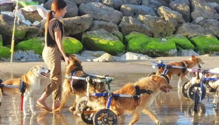 18 canidés du refuge ont vécu une première expérience inoubliable à la plage grâce à une demoiselle