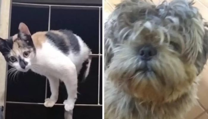 Le chat est certain que le propriétaire est revenu du salon avec le mauvais chien dans ses bras