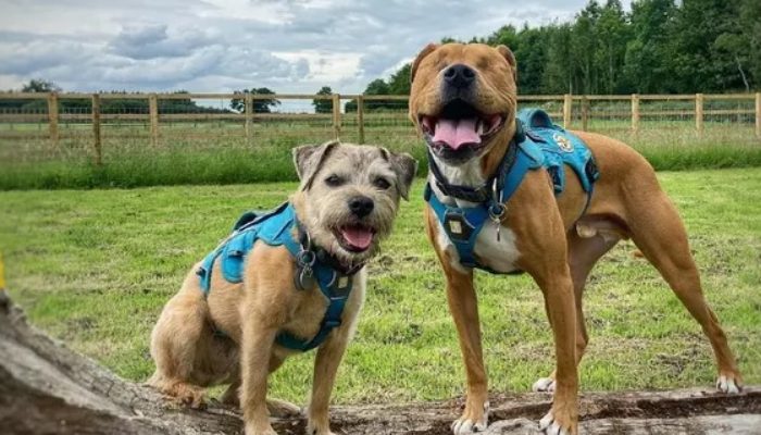 Le chien a dû parcourir des centaines de kilomètres pour trouver son sauveur, mais il l’a finalement fait