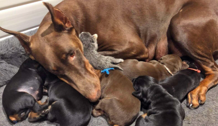 Un chien mère adopte un chaton nouveau-né et le porte dans sa bouche