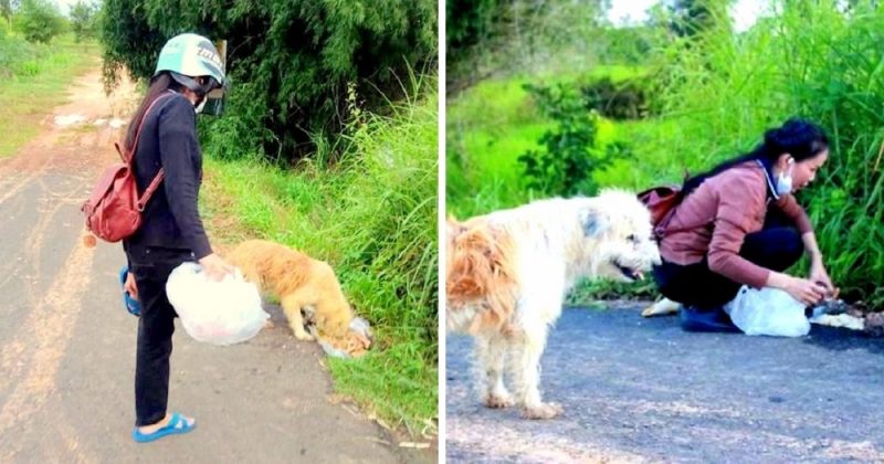 Un chien fidèle attend ses humains quatre ans au même endroit où il les a perdus