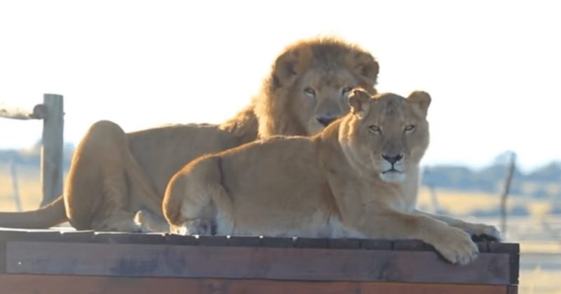 Aux larmes: un couple de lions de cirque sort pour la première fois de la cage et marche sur l’herbe