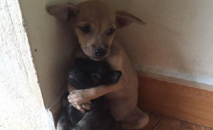 Ces deux chiots errants viennent d’être sauvés et ils n’arrêtent jamais de s’embrasser