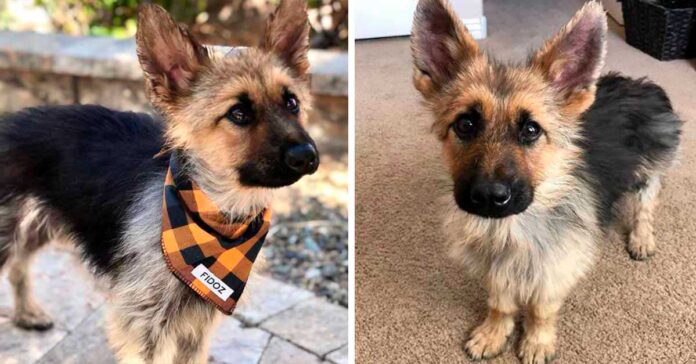 Un berger allemand de 2 ans est atteint de nanisme et ressemblera toujours à un chiot