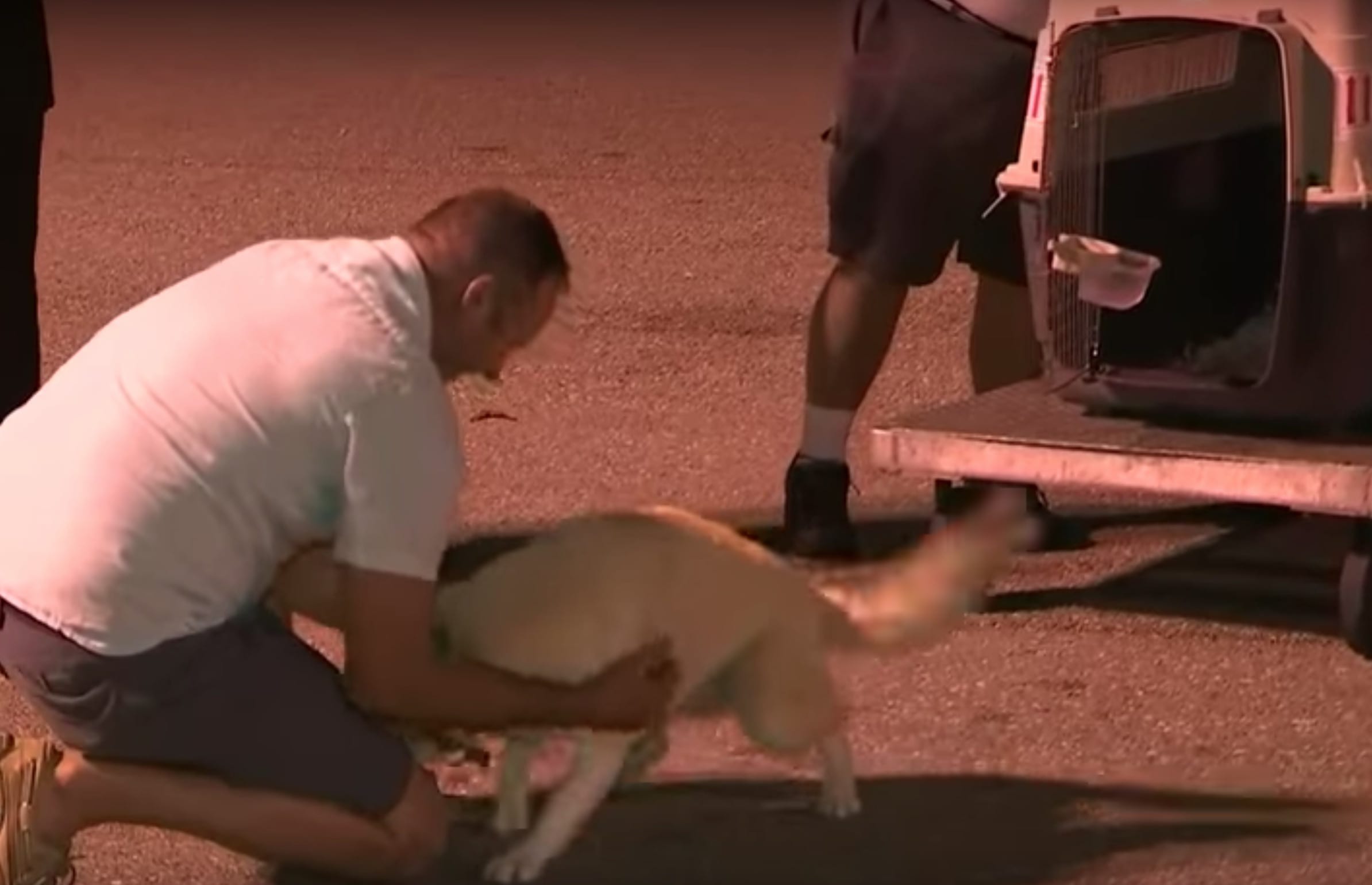 Moment réconfortant où un soldat retrouve le chien qu’il a sauvé