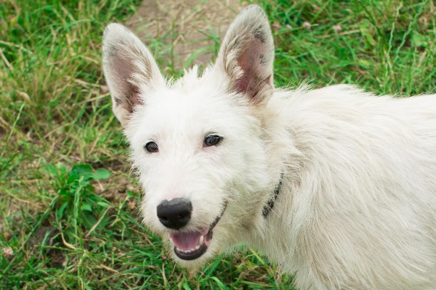 Le chien chauve était douloureux à regarder: Mais c’est ainsi qu’elle est devenue entre de bonnes mains