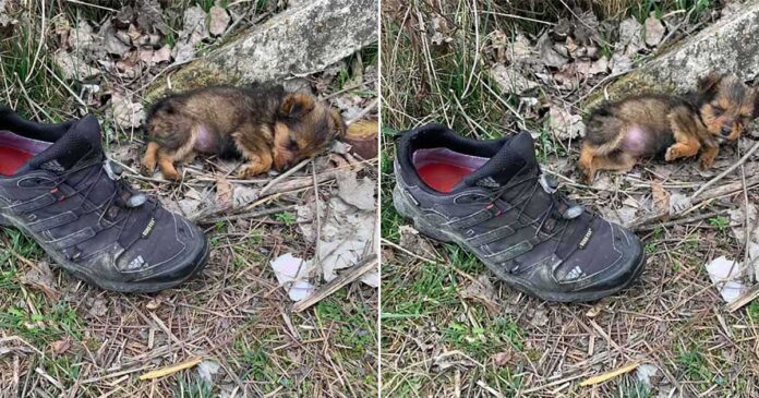 Un petit chien a utilisé une chaussure pour s’abriter jusqu’à ce qu’un homme le sauve et lui donne un foyer