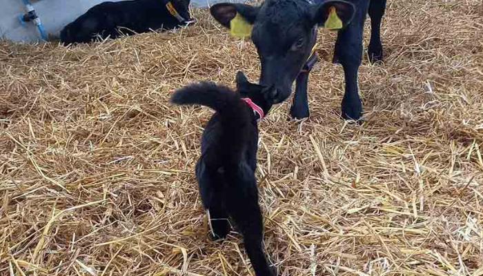 Un chaton adopté par un troupeau de vaches