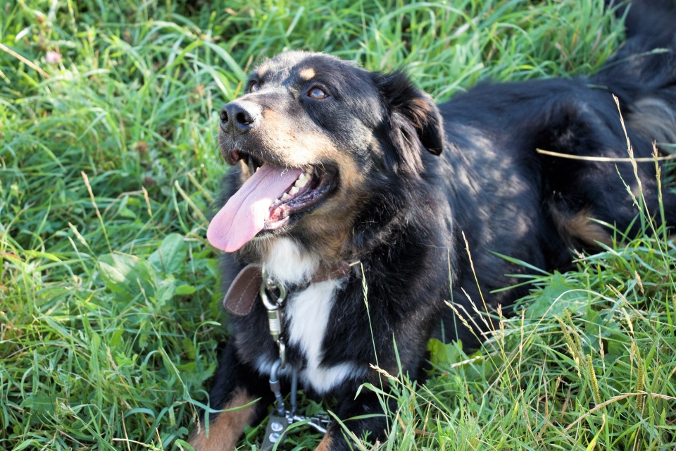 Une famille découvre que son chien est un héros grâce à ce message attaché autour de son cou