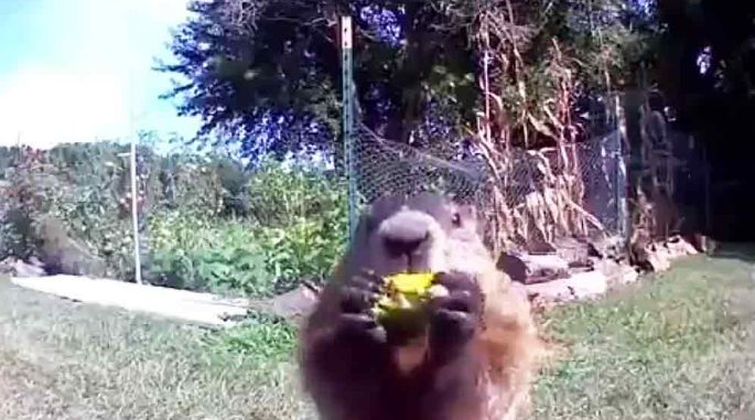 La marmotte mange la récolte des agriculteurs devant sa caméra de sécurité