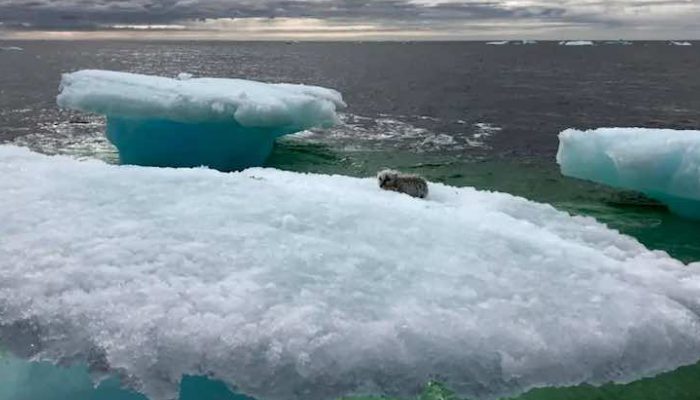 Une créature tremblante était assise sur un bloc de glace