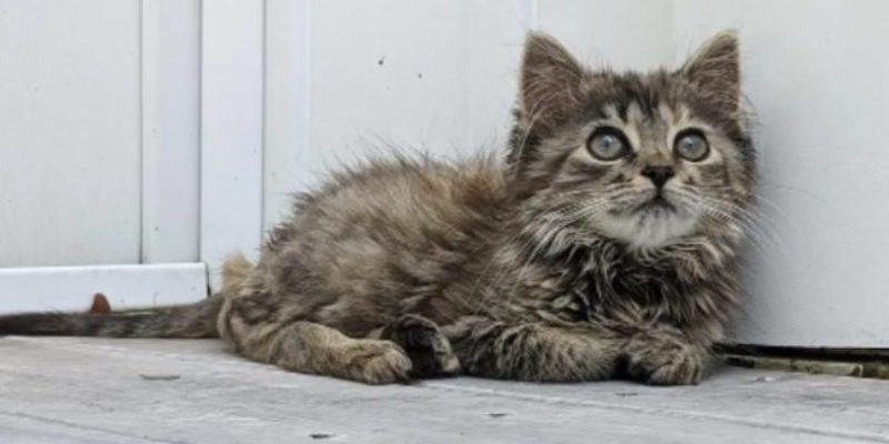 Un chaton trouvé dans une ferme a prouvé qu’il peut vivre une vie heureuse