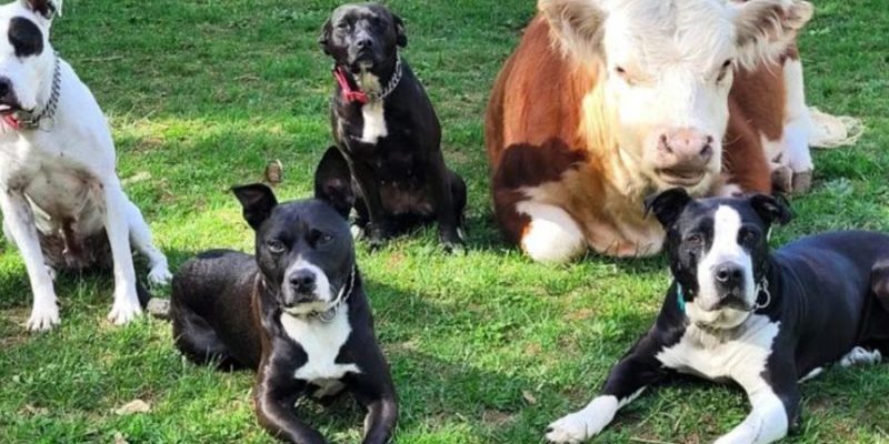 Une vache abandonnée est devenue la meilleure amie d’un chien