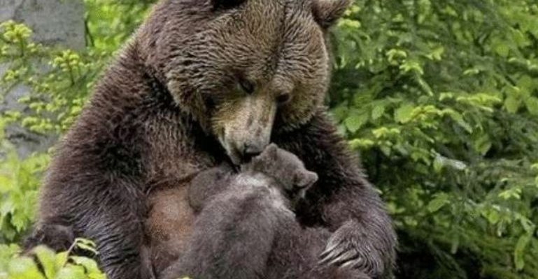 Maman a traîné l’ours en peluche vers la fille pour qu’elle puisse aider à retirer l’écharde de sa patte