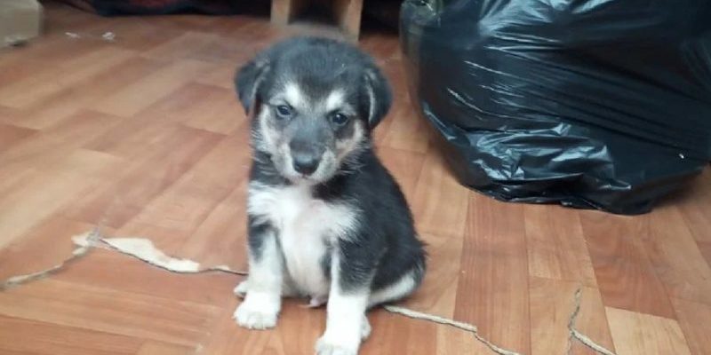 Ce pauvre chien vit seul dans le centre commercial et cherche sa mère la nuit