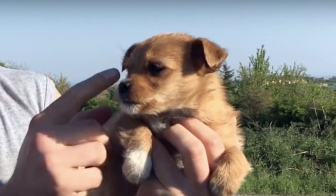 Un petit chiot caché derrière un buisson cherche désespérément de l’aide pour ses petits frères